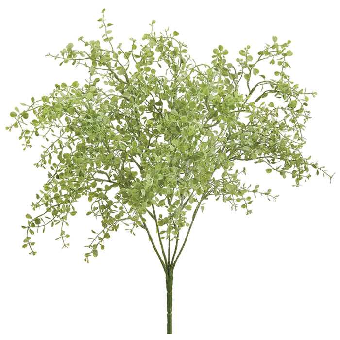 17" Soft Button Fern Plant