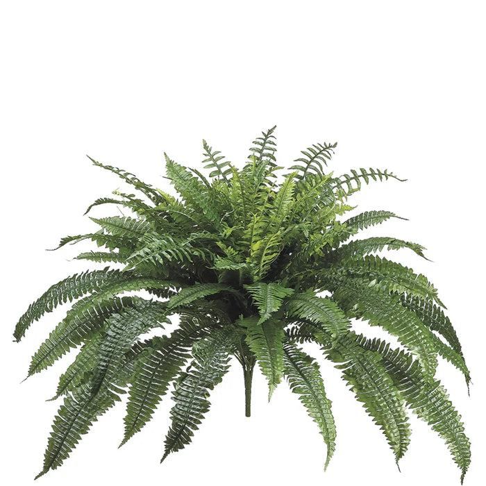 32" Boston Fern Plant