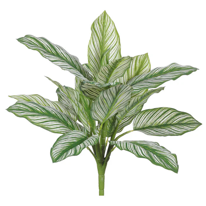 16" Zebra Leaf Plant