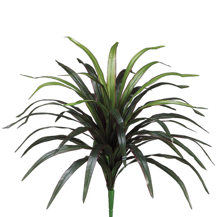 24" Dracaena Plant