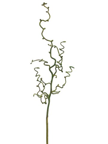 30&quot; Curly Willow Branch  Green