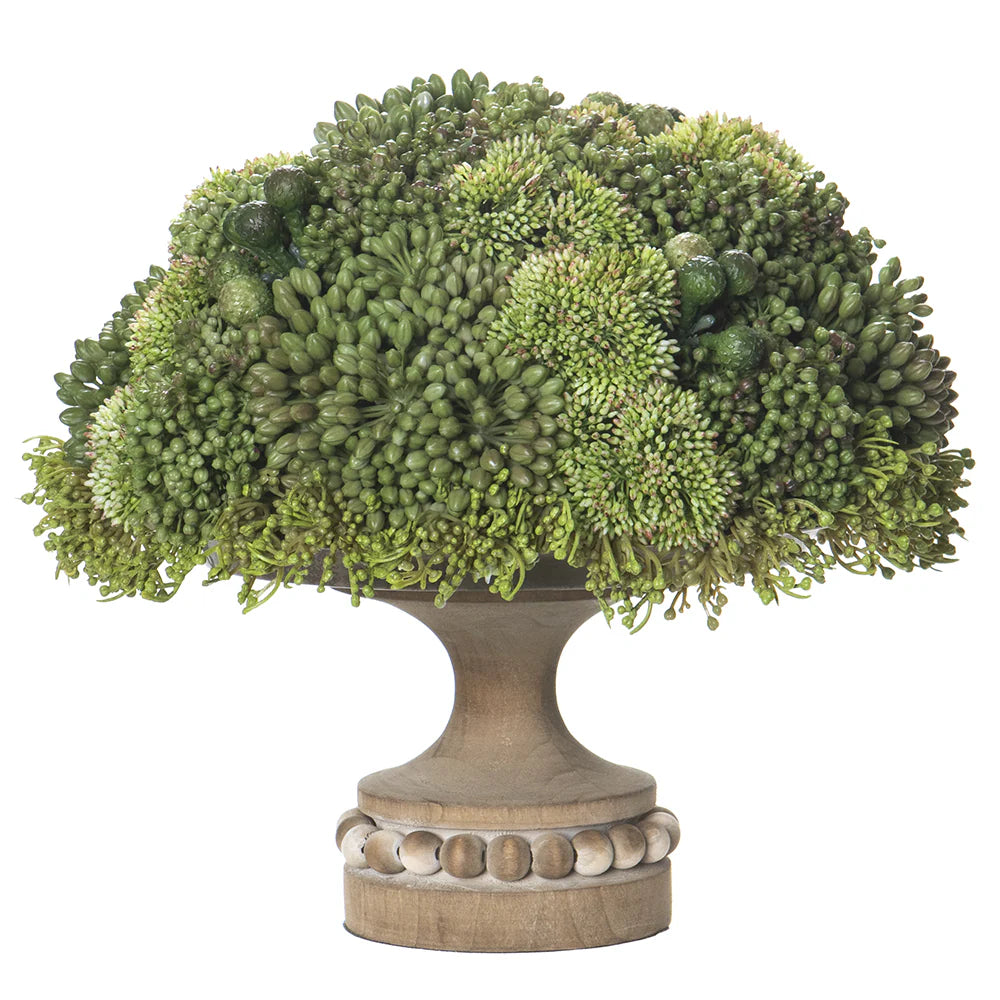 13&quot; Sedum Plant