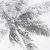 Palm