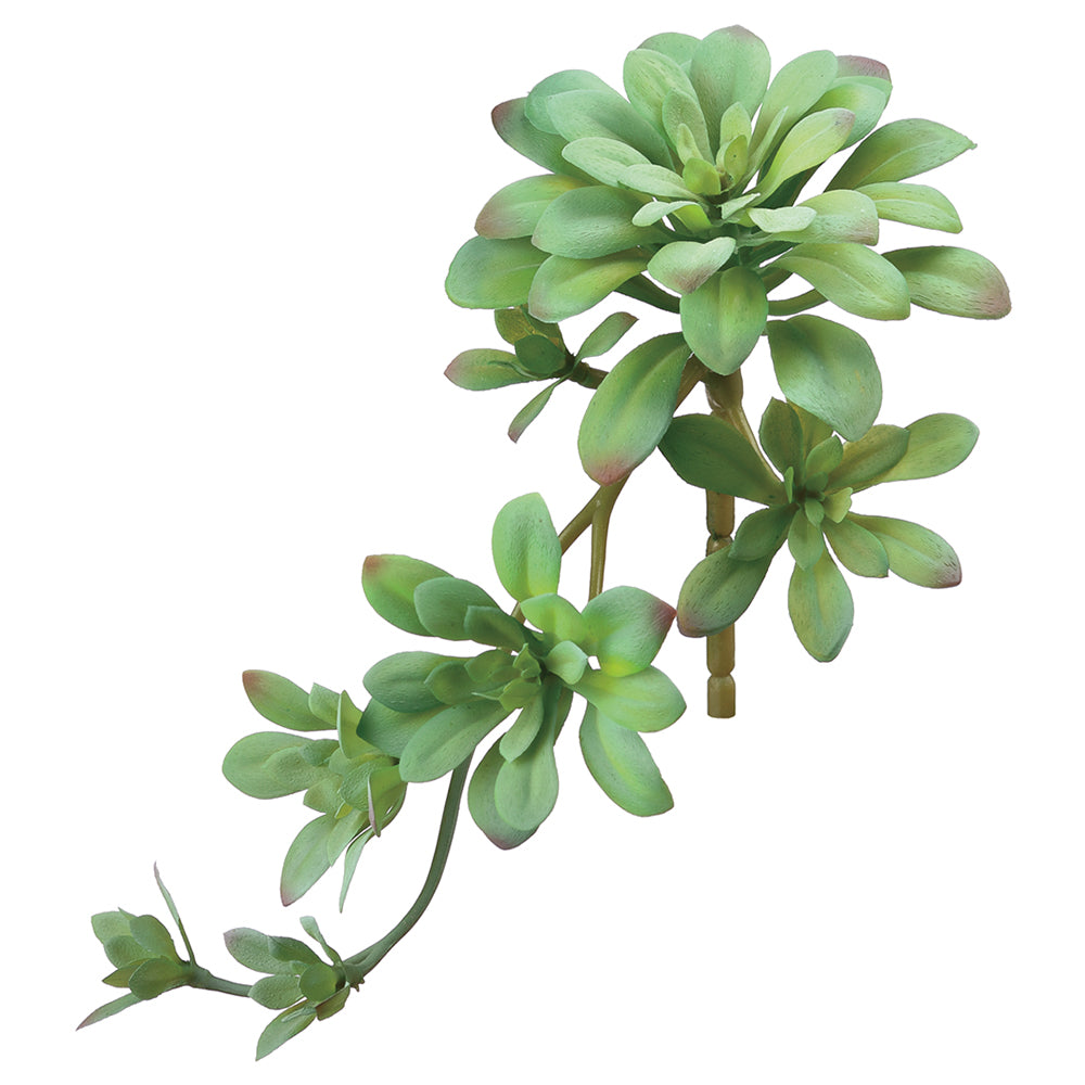 Aeonium Succulent