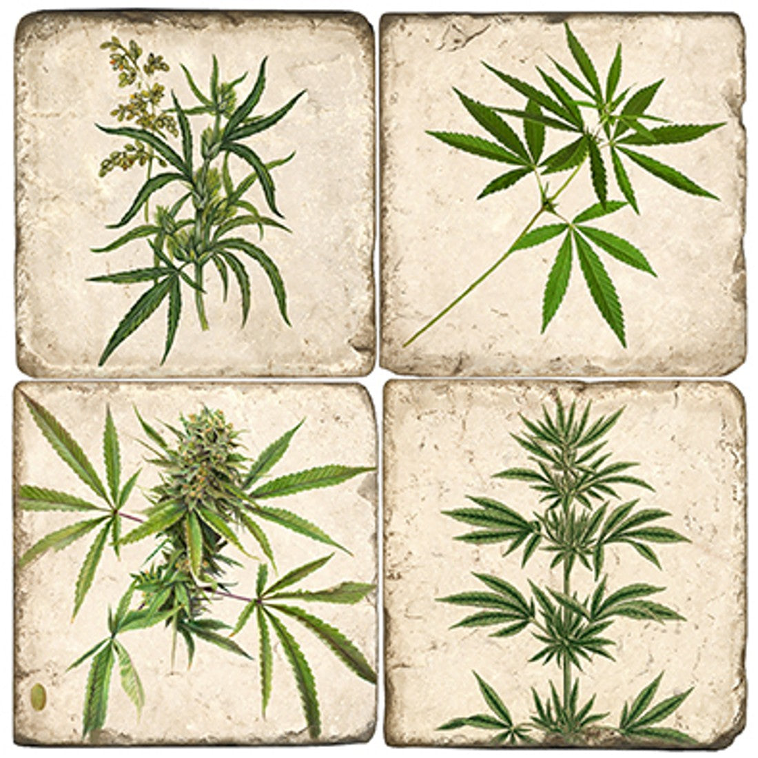 Cannabis Sativa Coasters  - Set of 4