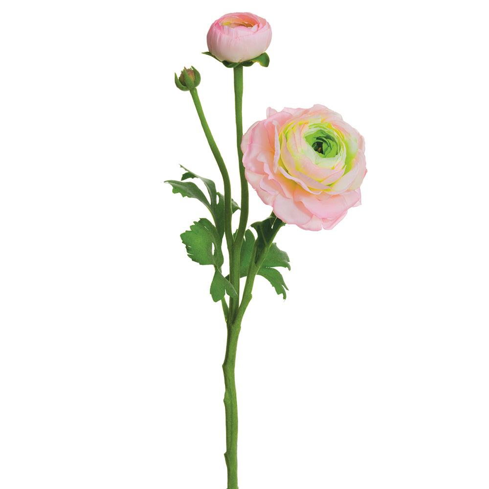 Ranunculus Stem Pink - RFD