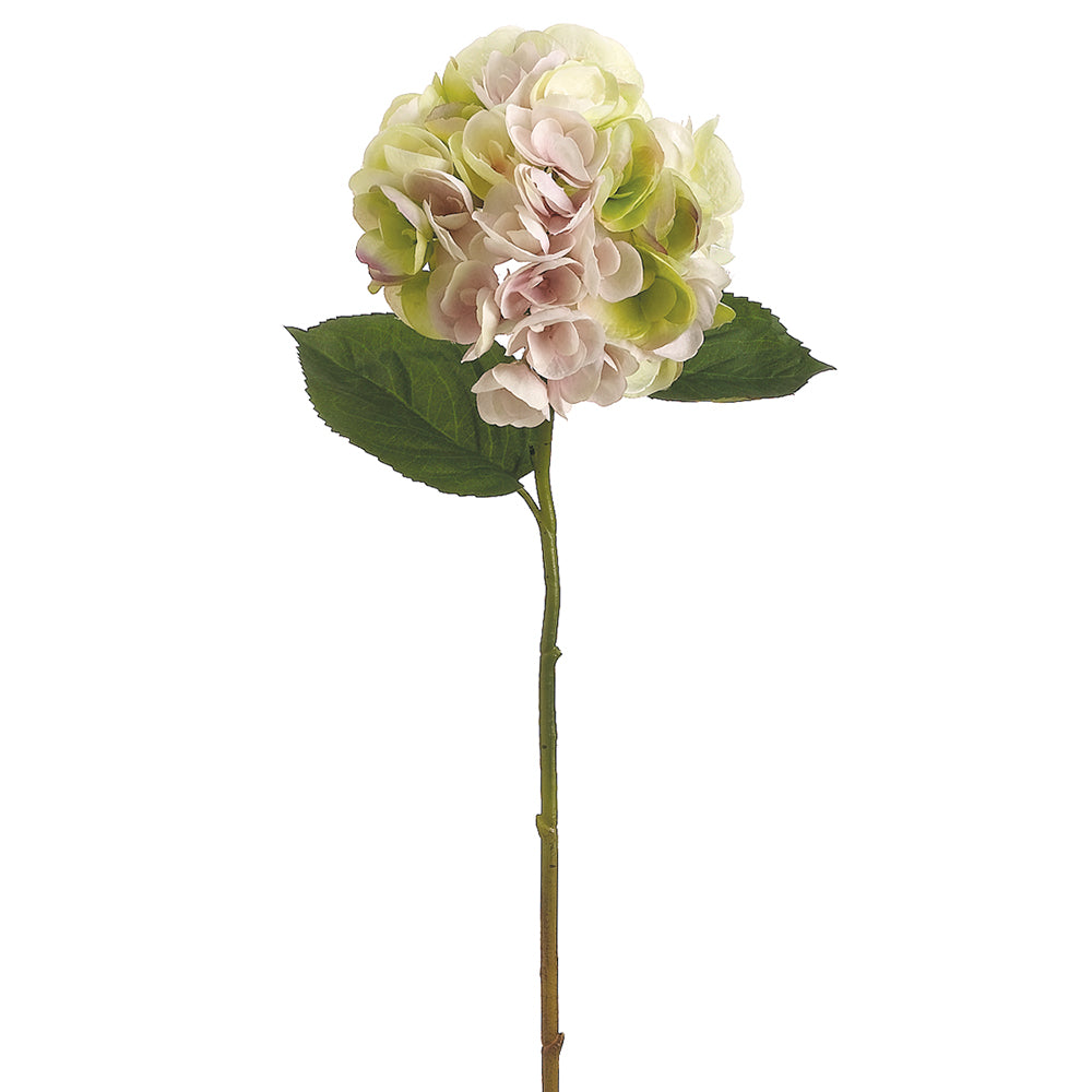 Hydrangea Stem
