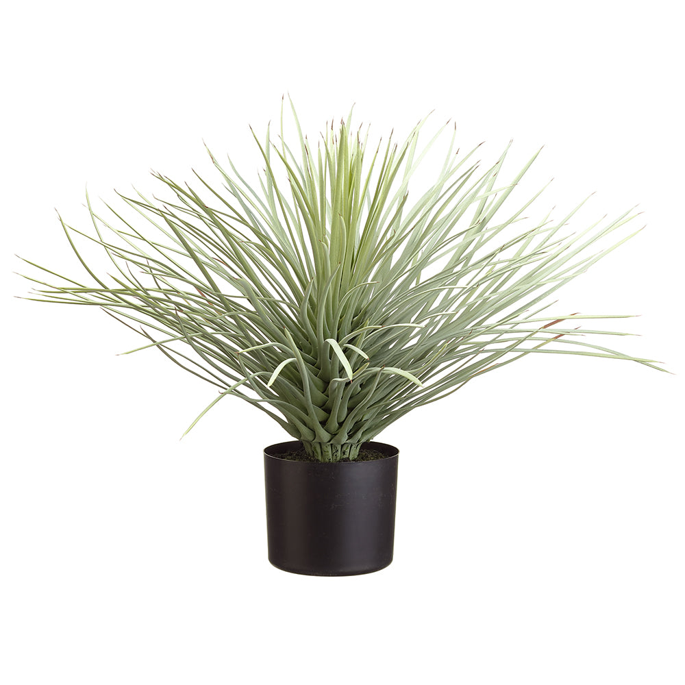 Whipple Yucca In Pot
