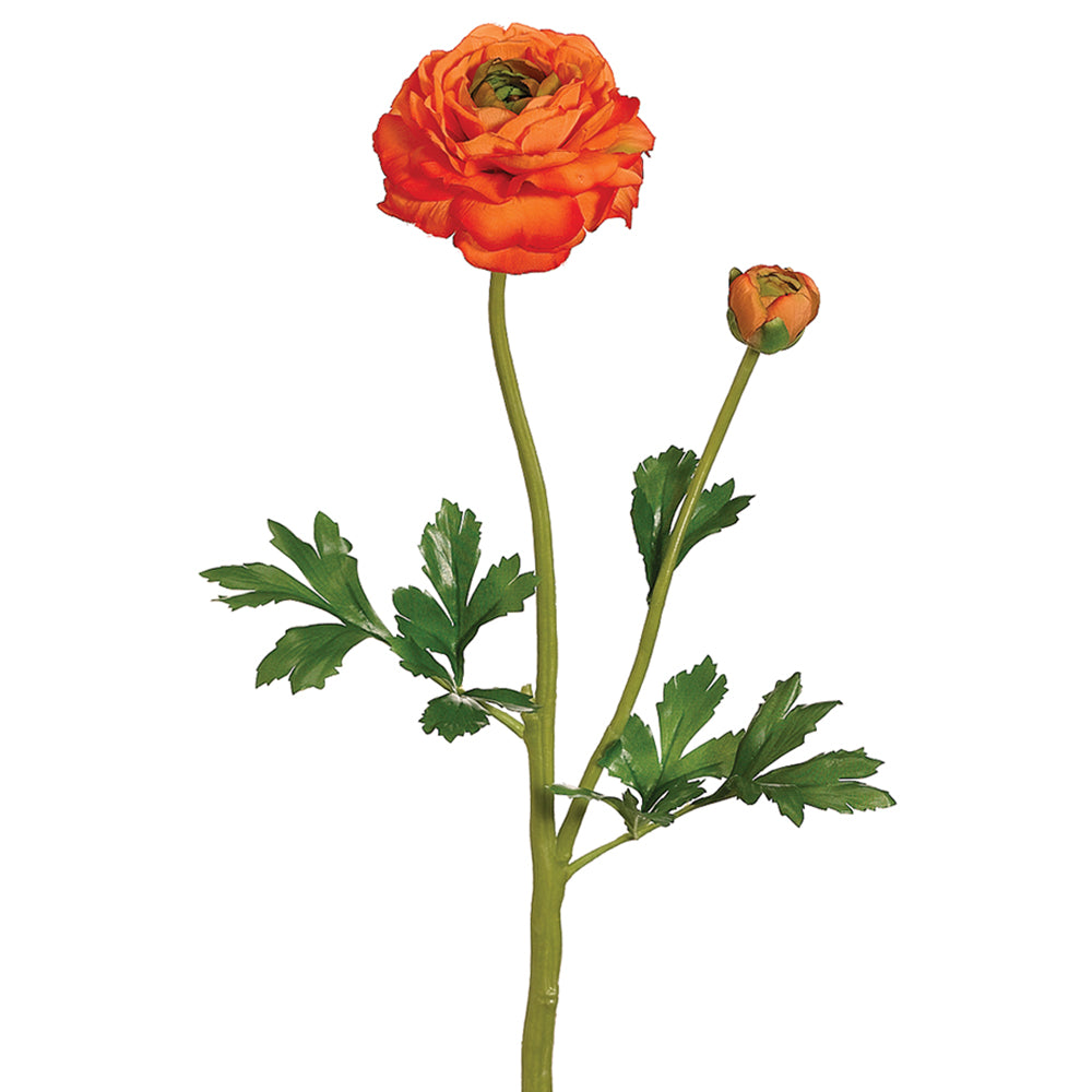 Ranunculus Stem Orange