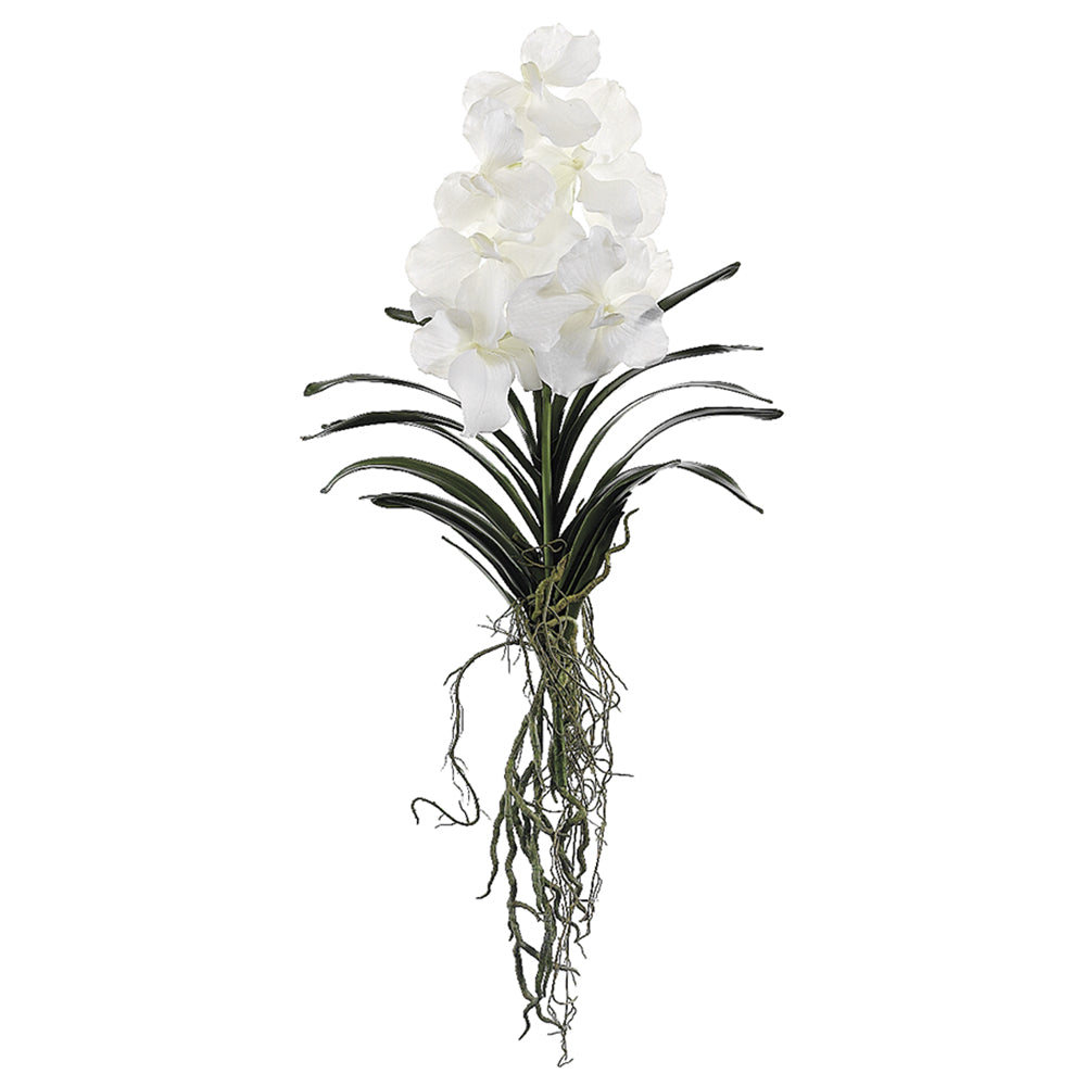 Vanda Orchid - White