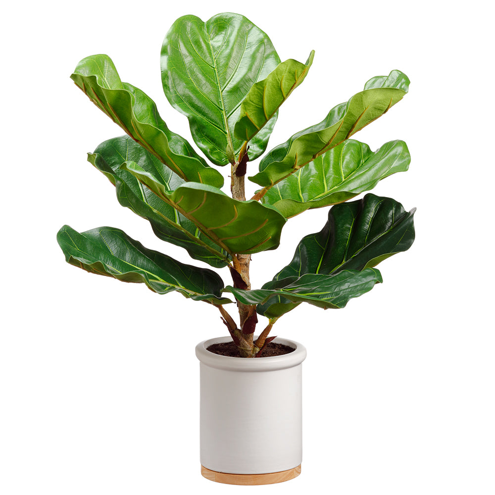 Fiddle Plant