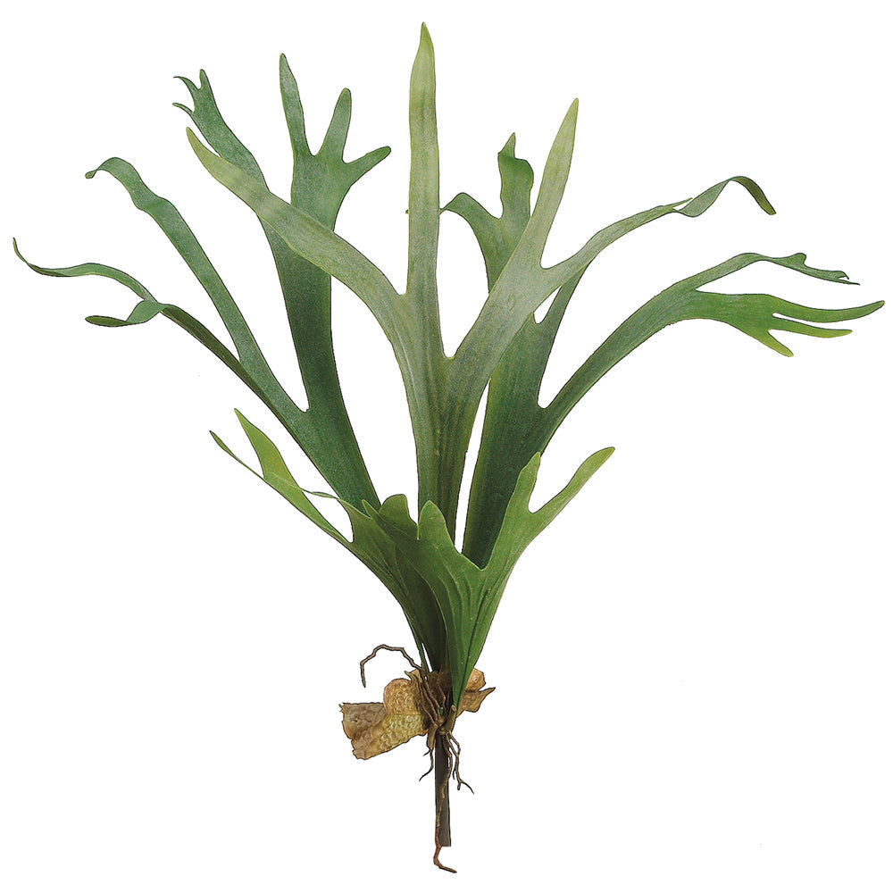 Staghorn Fern Plant