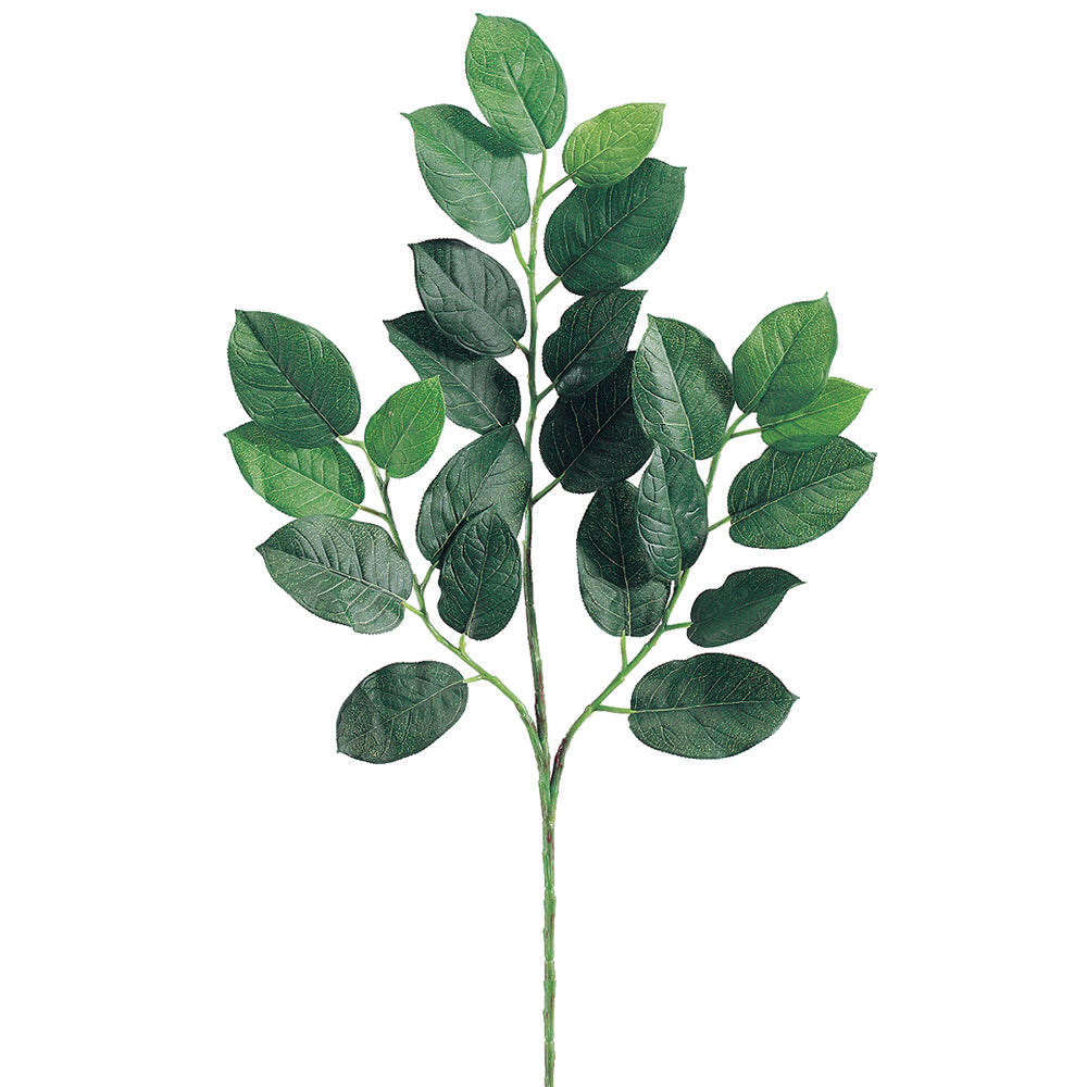 Lemon Leaf Branch