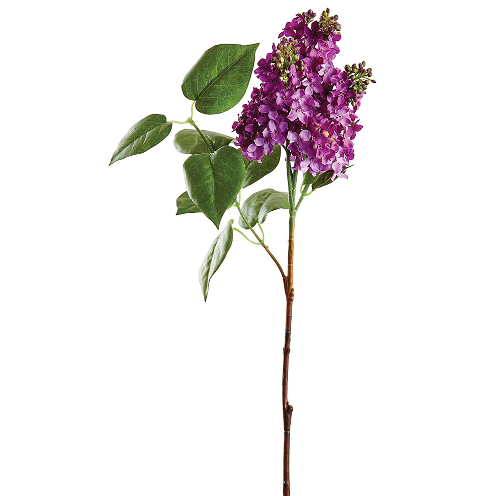 Lilac Stem Purple