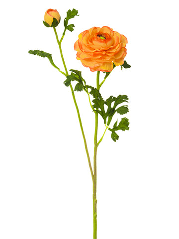 Ranunculus Orange