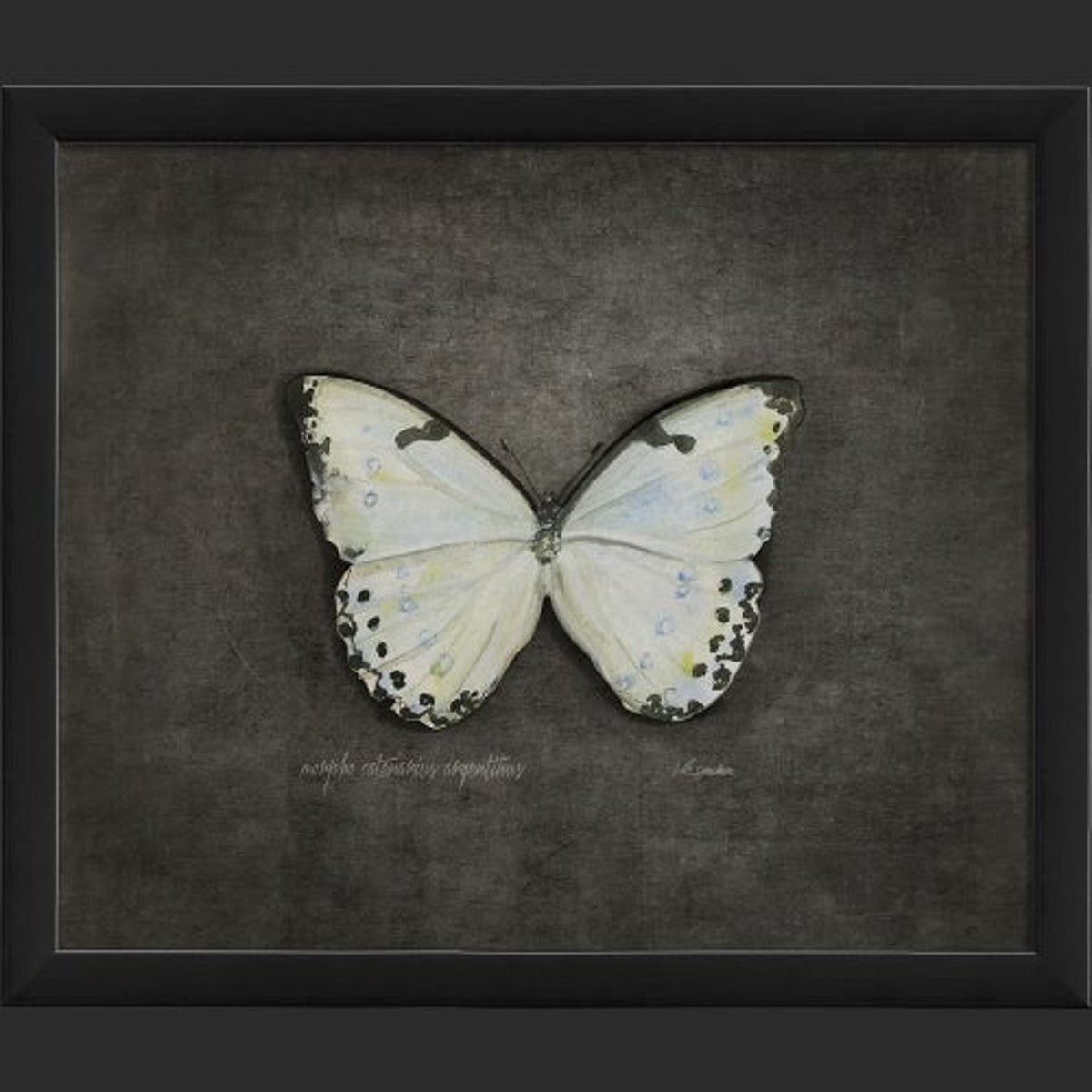 Framed Butterfly Print - Morpho Catenarius Argentinus