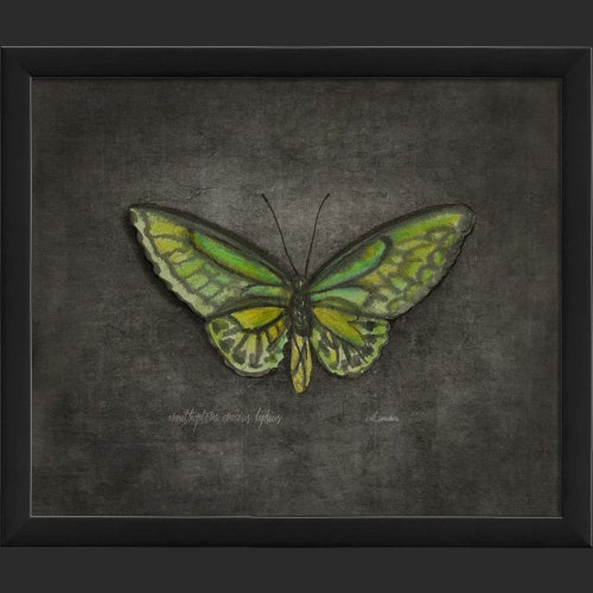 Framed Butterfly Print - Ornithoptera Croceus Lydius