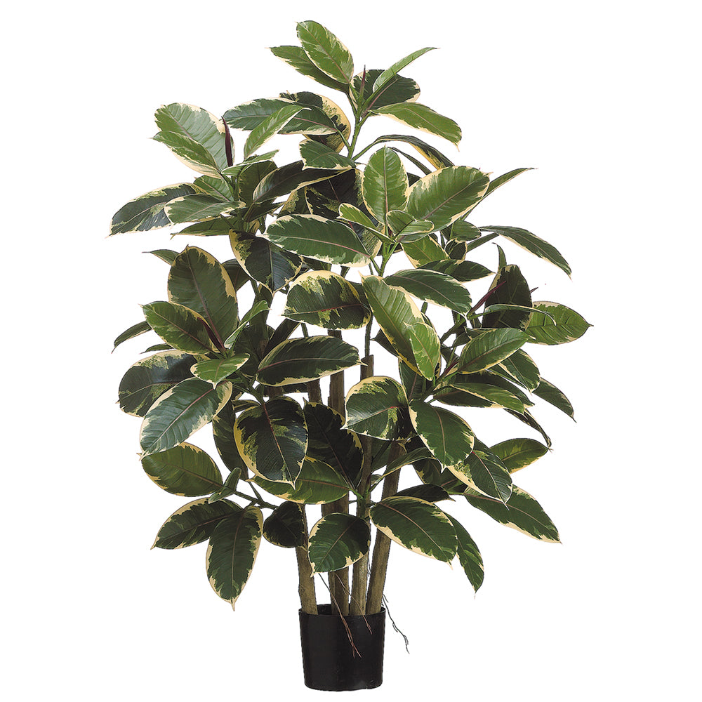 Rubber Leaf Plant