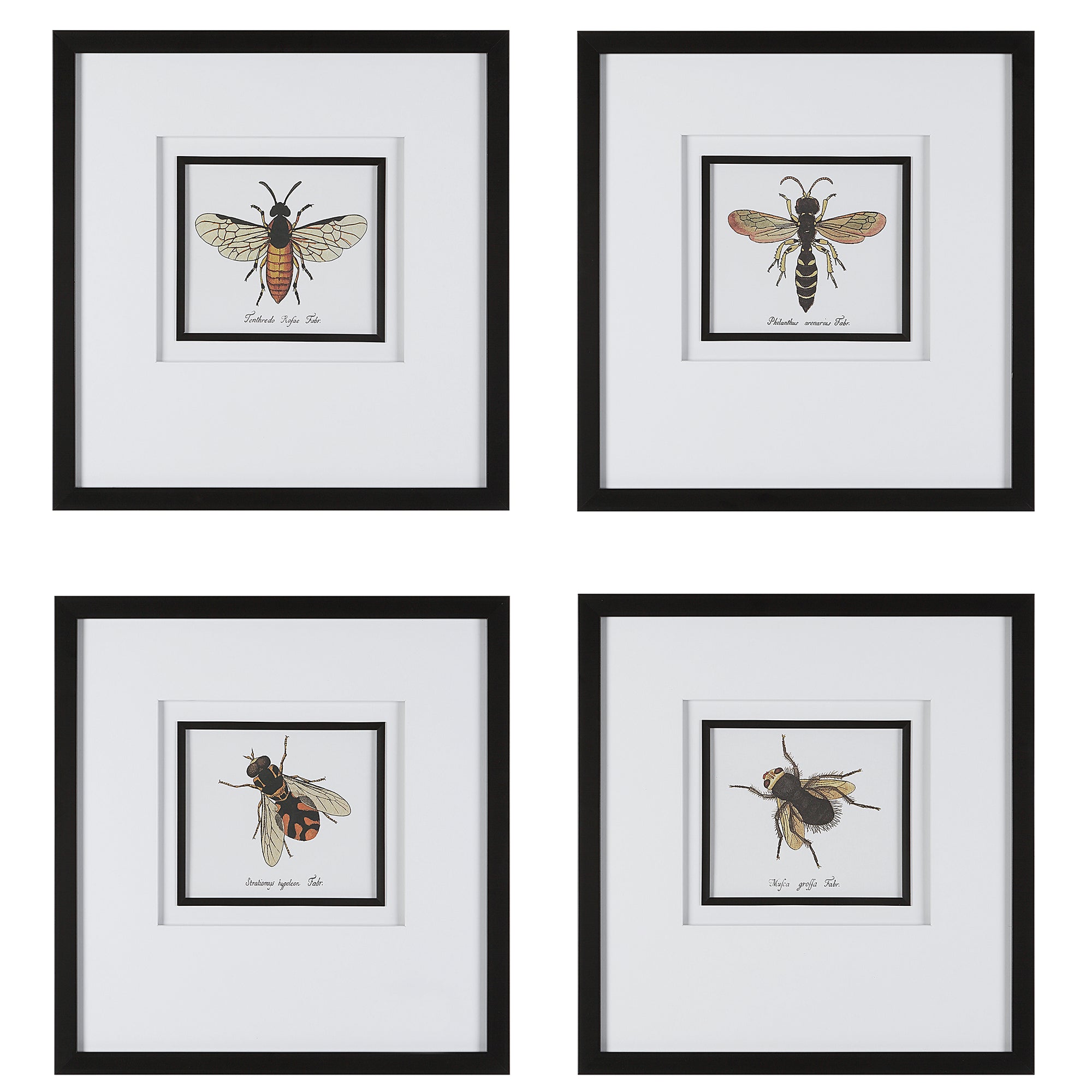 Anthophila Framed Prints, S/4