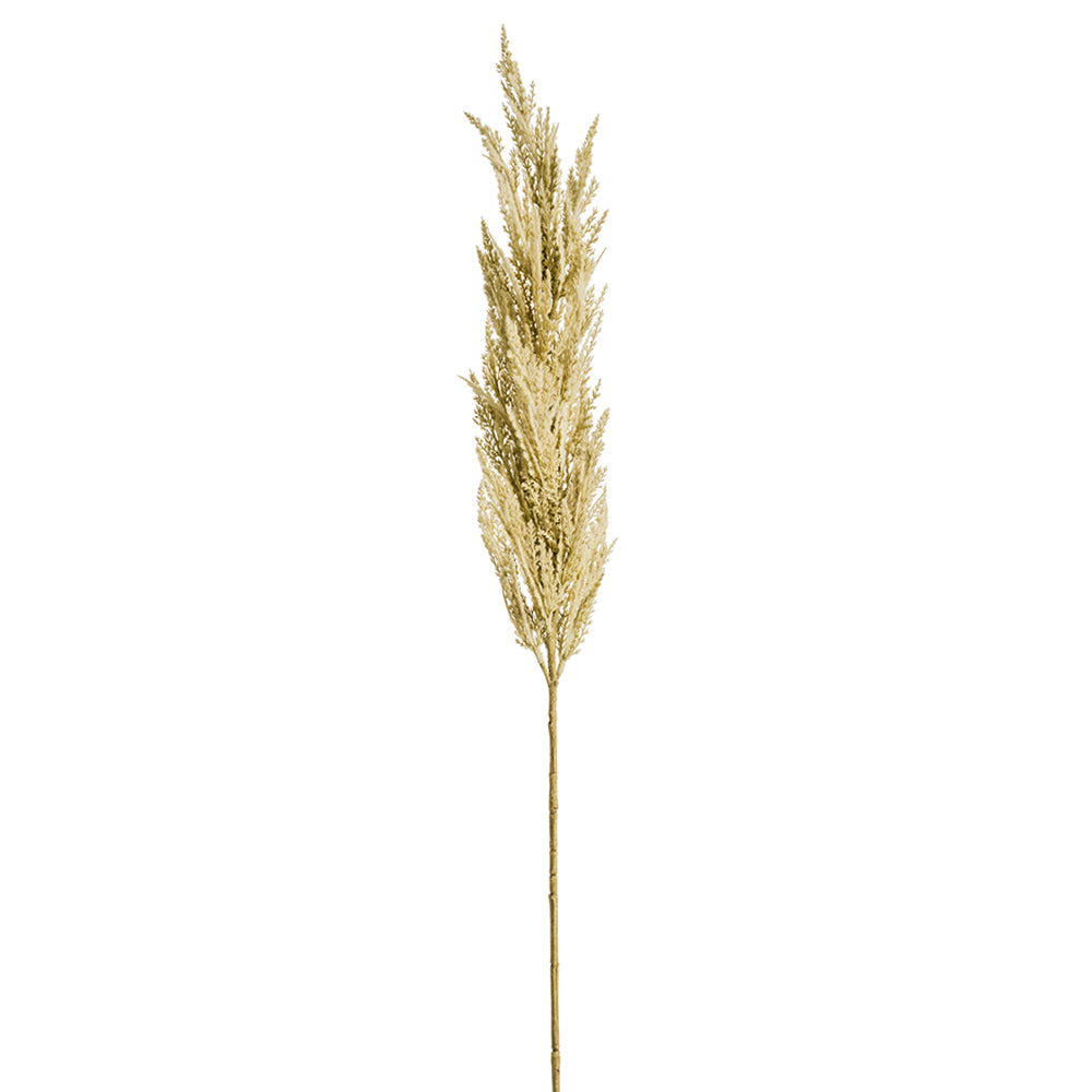 Pampas Grass - Natural