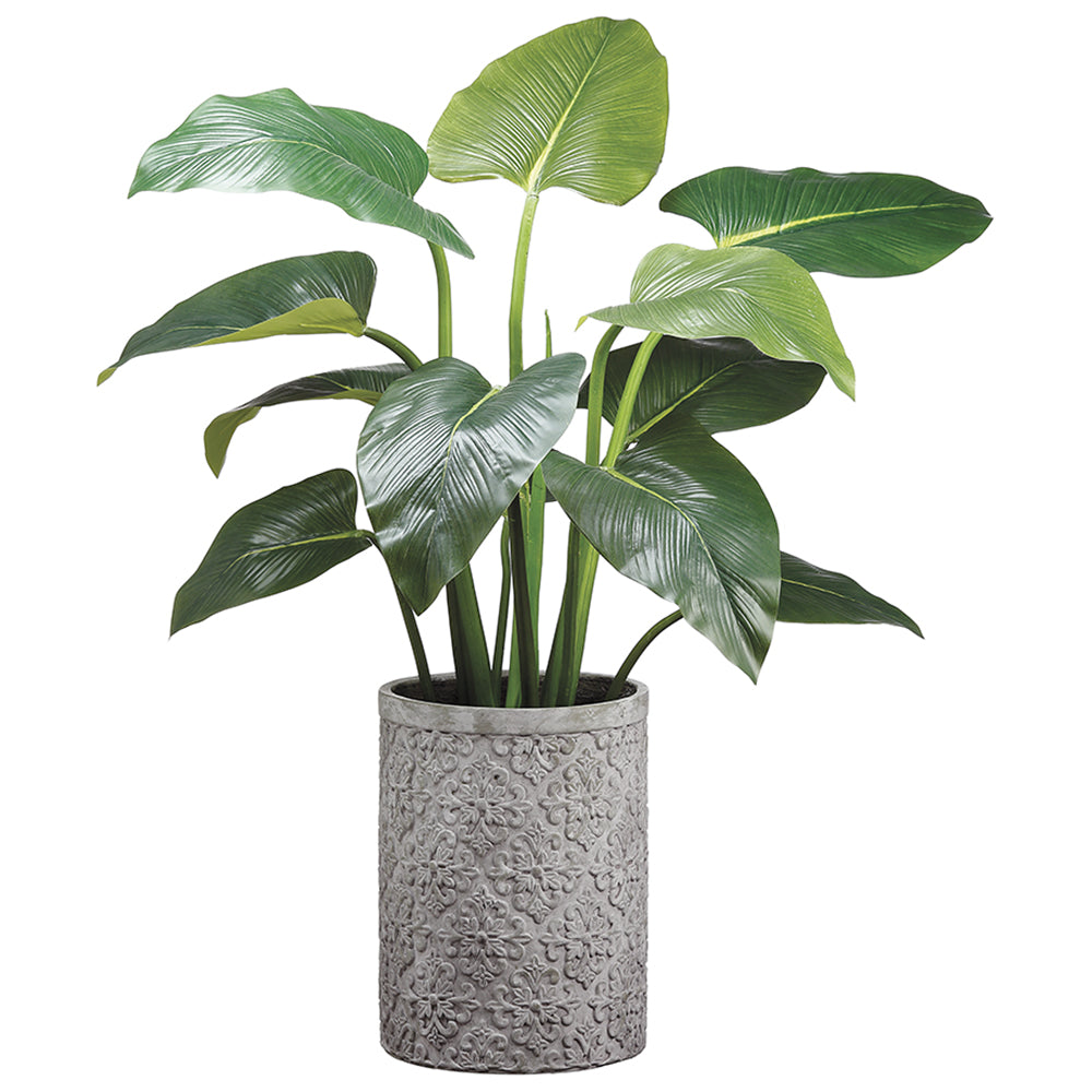 Eva Curcuma Potted Plant
