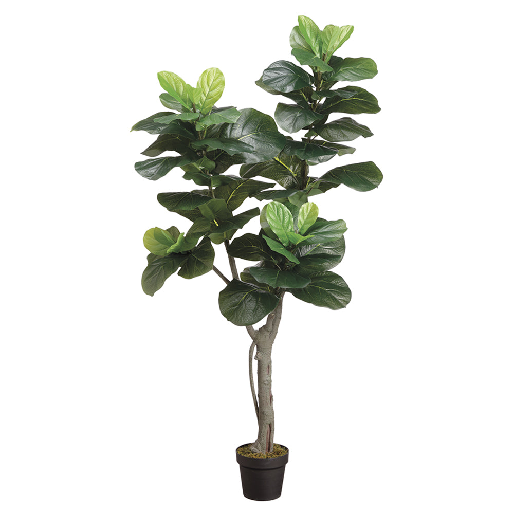 Fiddle Leaf Tree