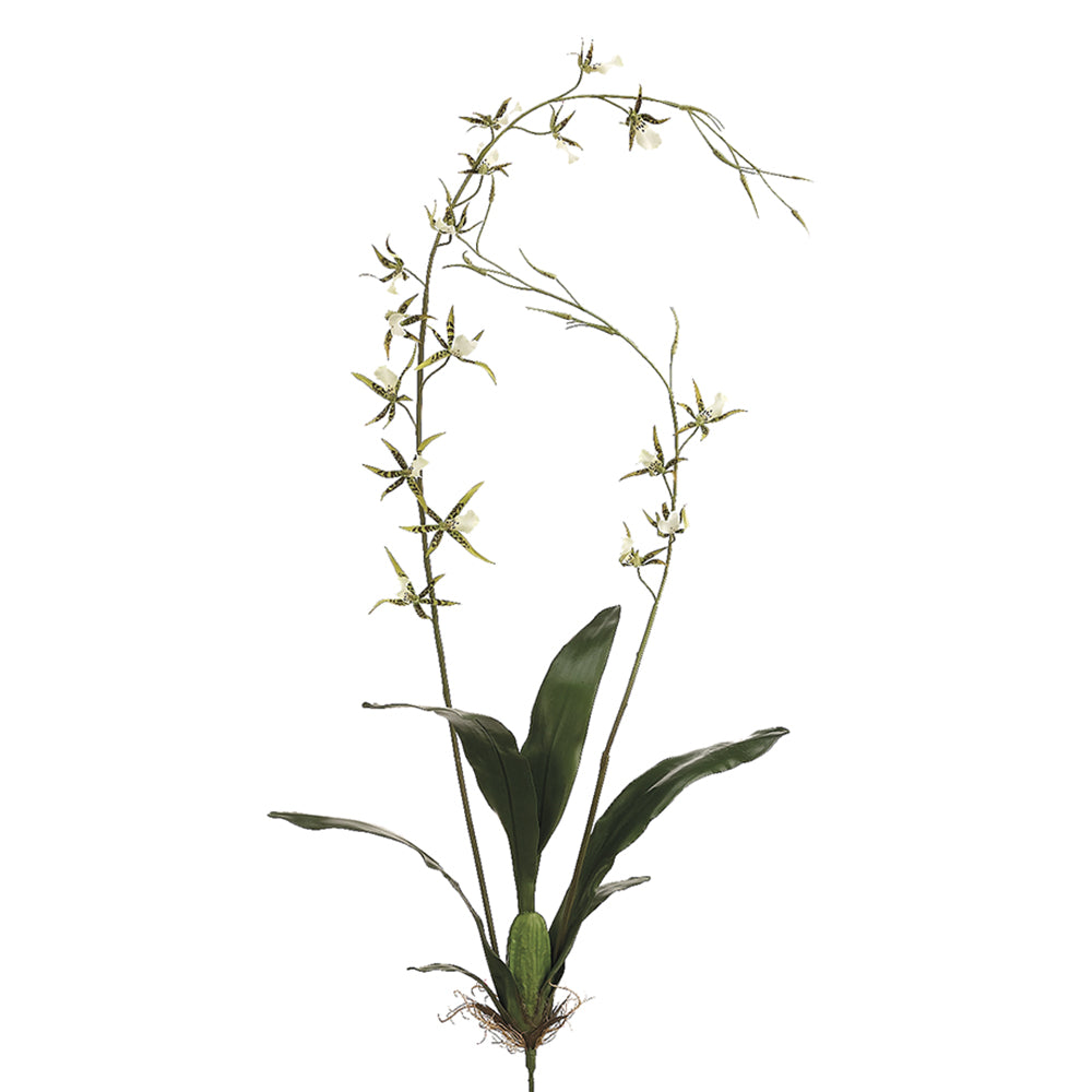 Brassia Orchid Plant