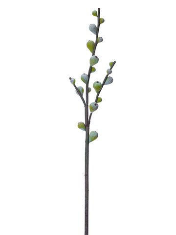 Fig Branch