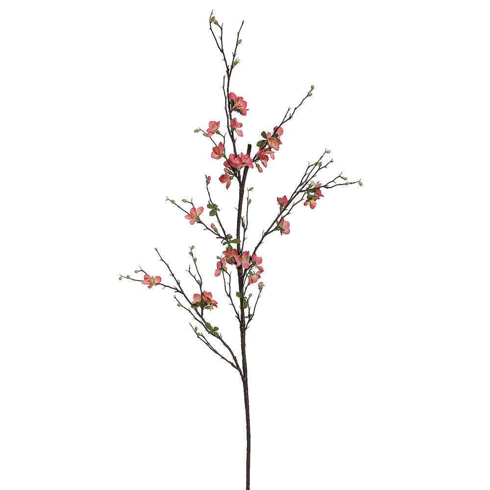 Quince Blossom Branch