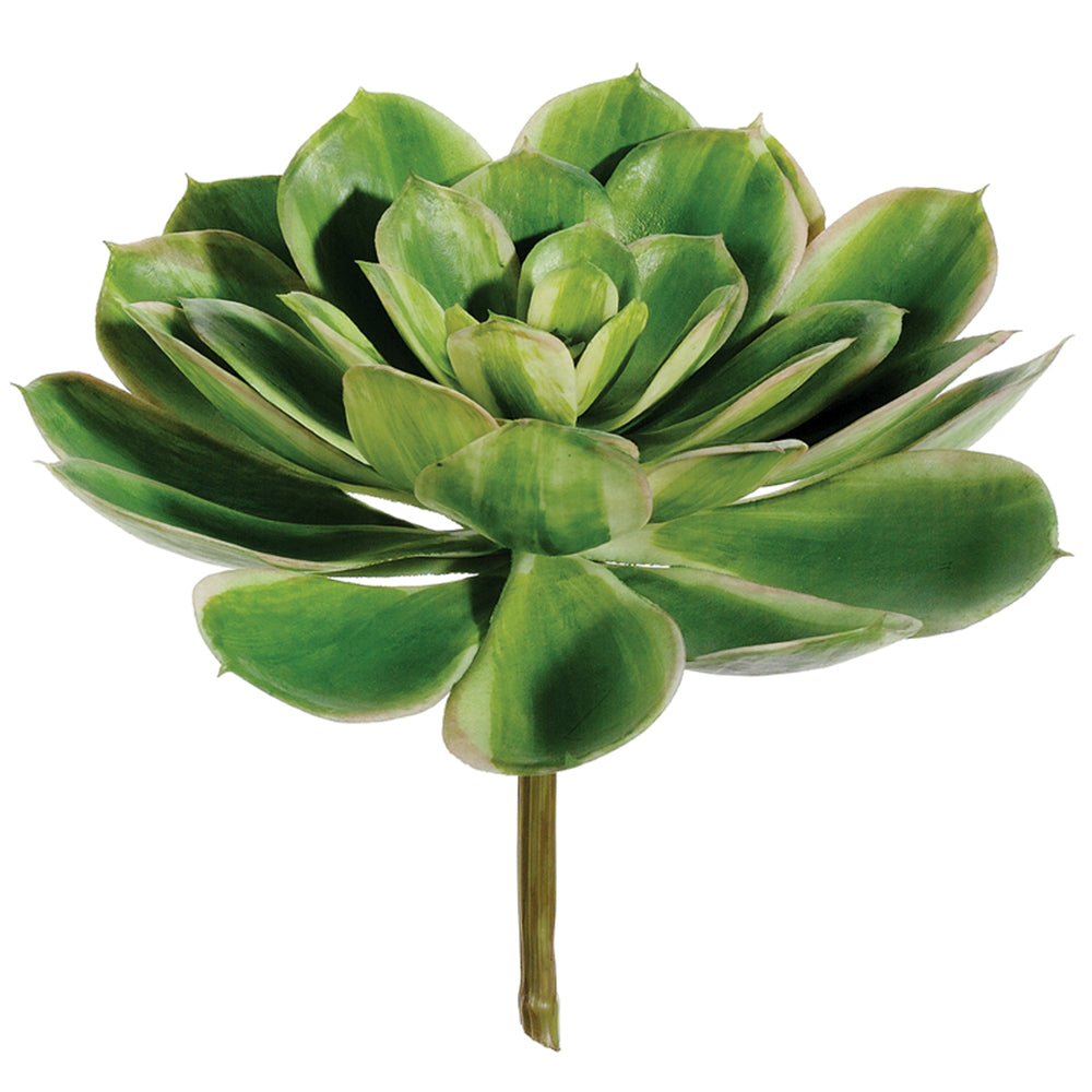 Echeveria Succulent