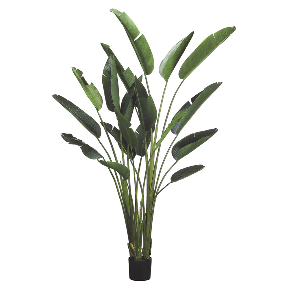 Kd Bird Of Paradise Plant