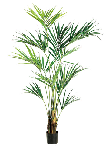 8&#39; Kentia Palm Tree
