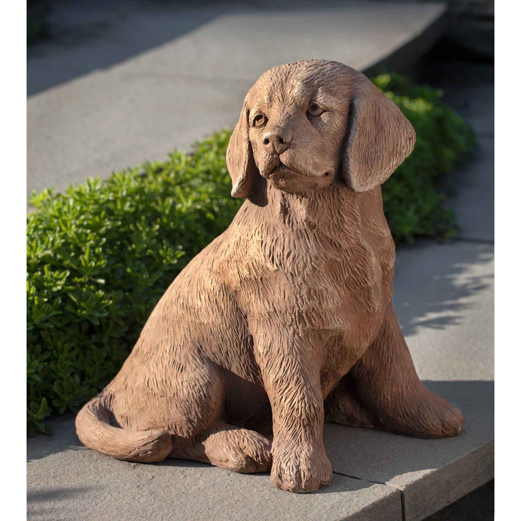 Golden Retriever Puppy