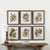 Seedlings Framed Prints, S/6