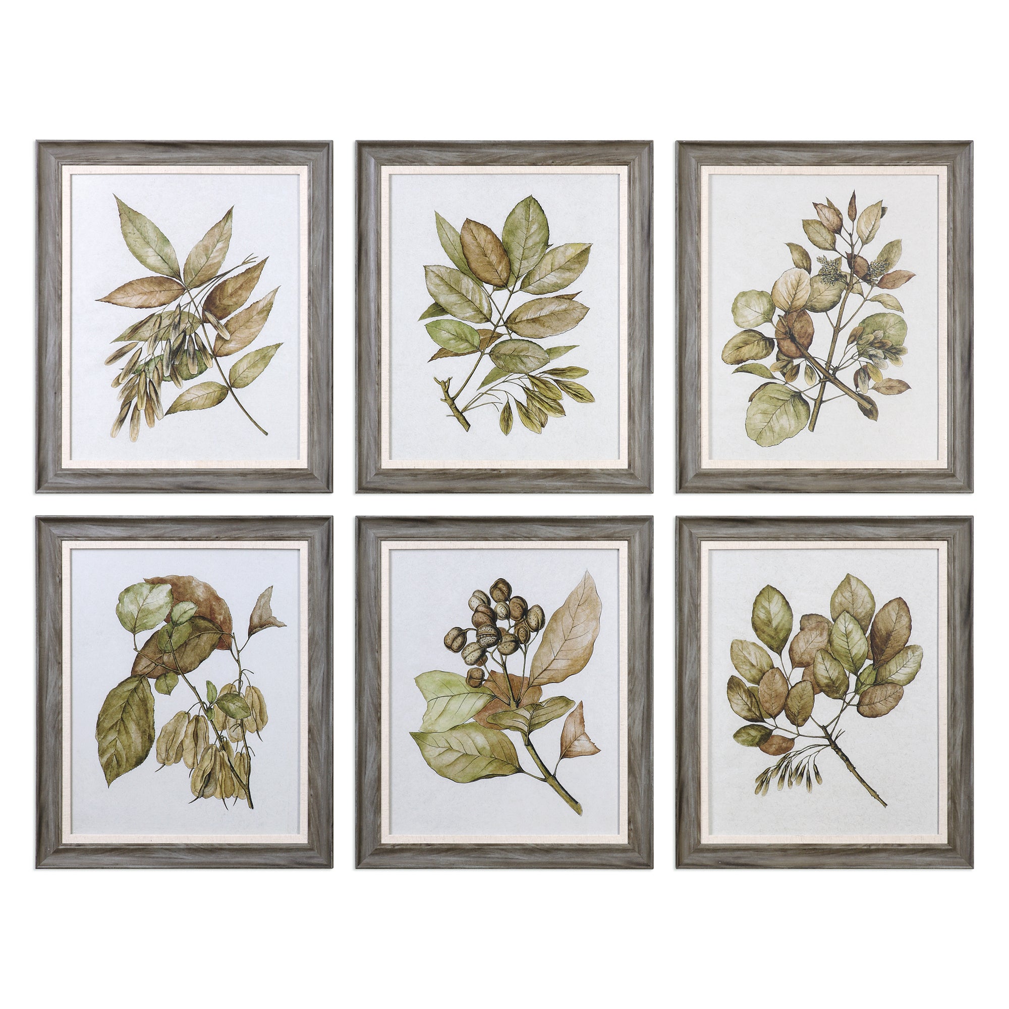 Seedlings Framed Prints, S/6