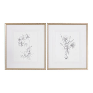 Botanical Sketches Framed Prints, S/2