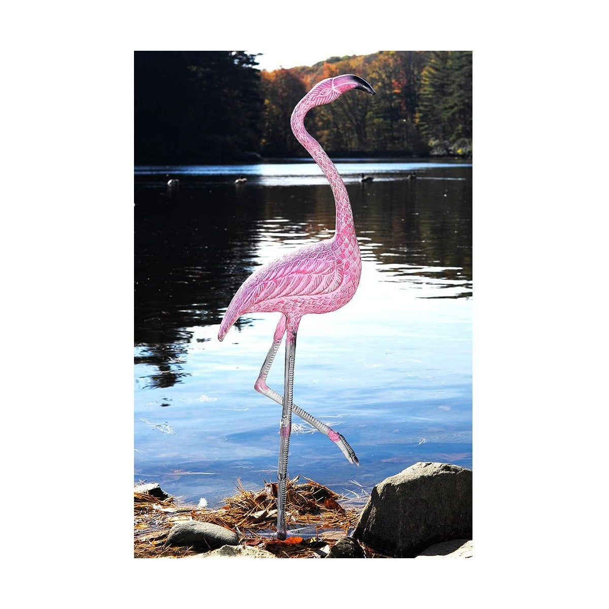 American Flamingo