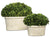 Oval Domes Preserved Boxwood Set/2