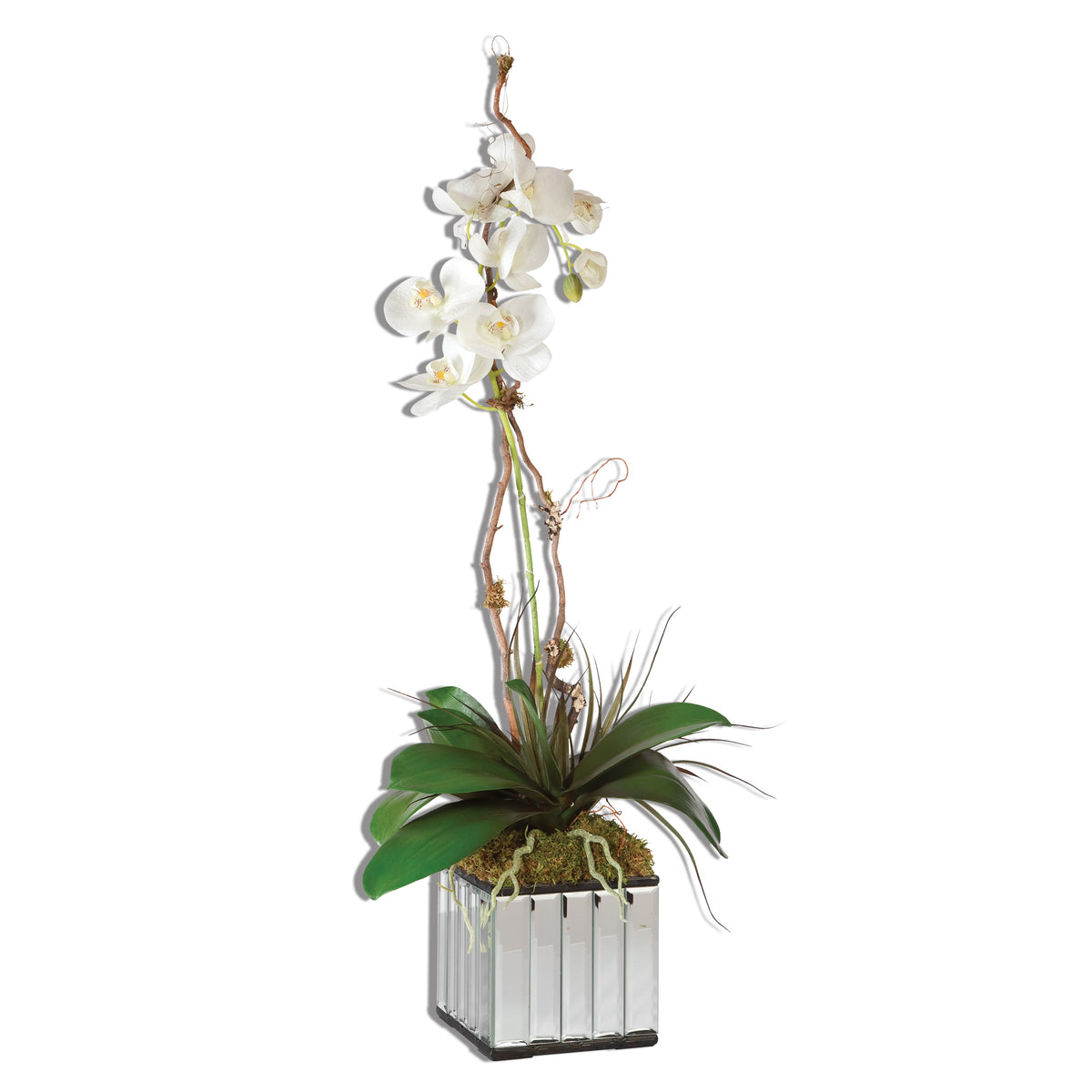 Kaleama Orchids, White
