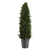 Cypress Cone Topiary