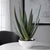 Evarado Aloe Planter