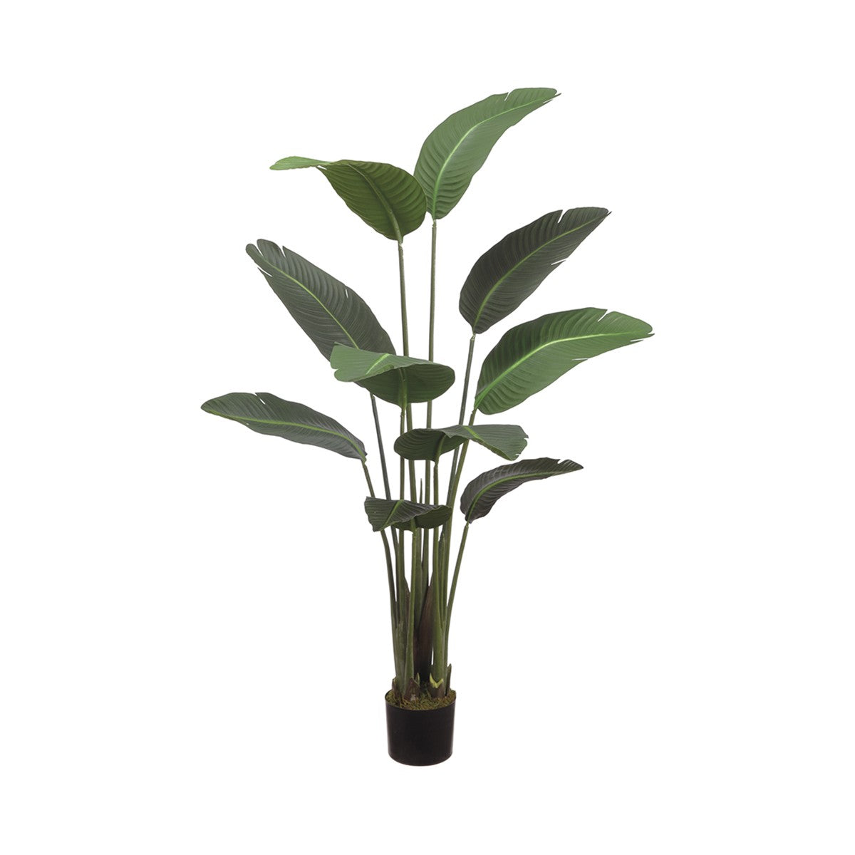 Bird of Paradise Plant