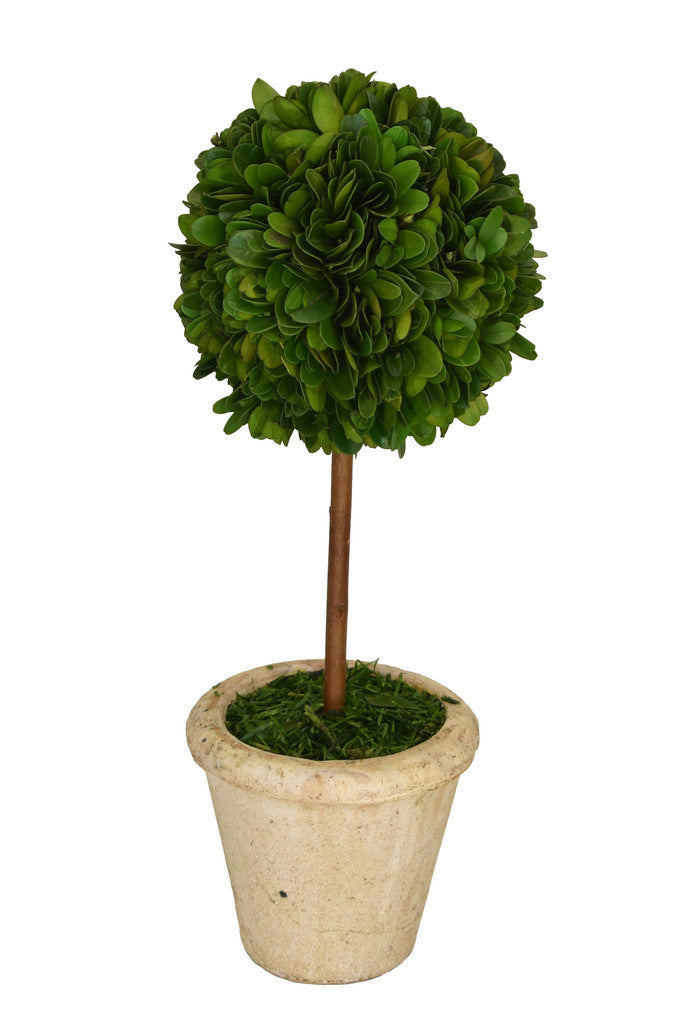 Boxwood Topiary - SM