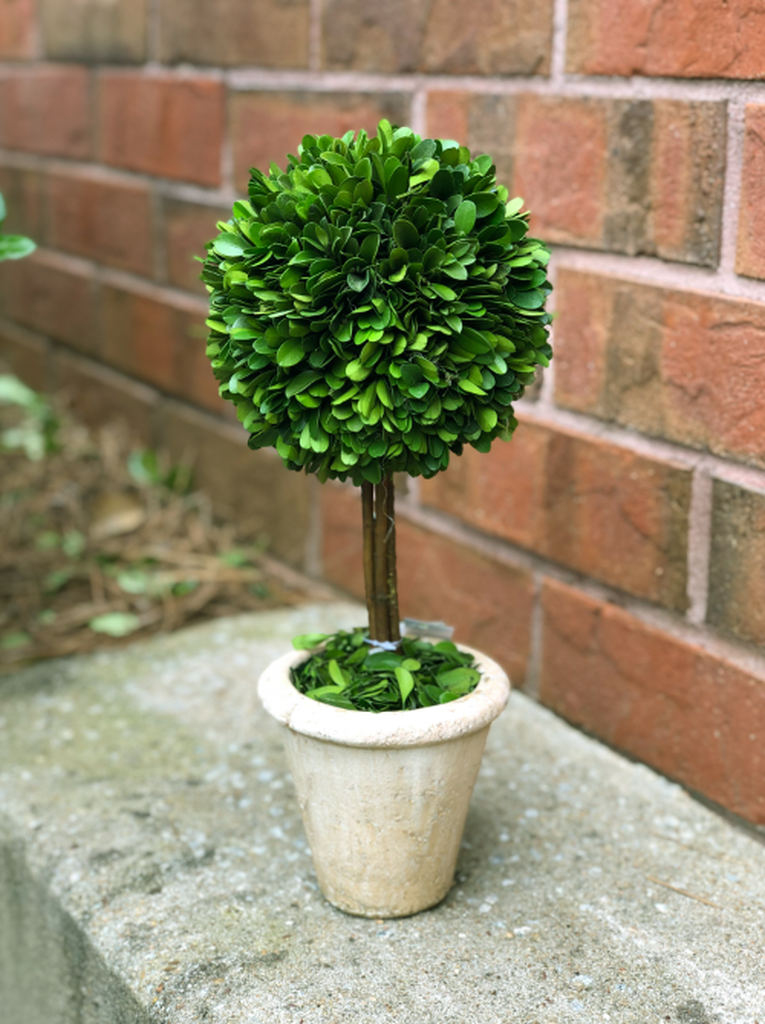 Boxwood Topiary - Med