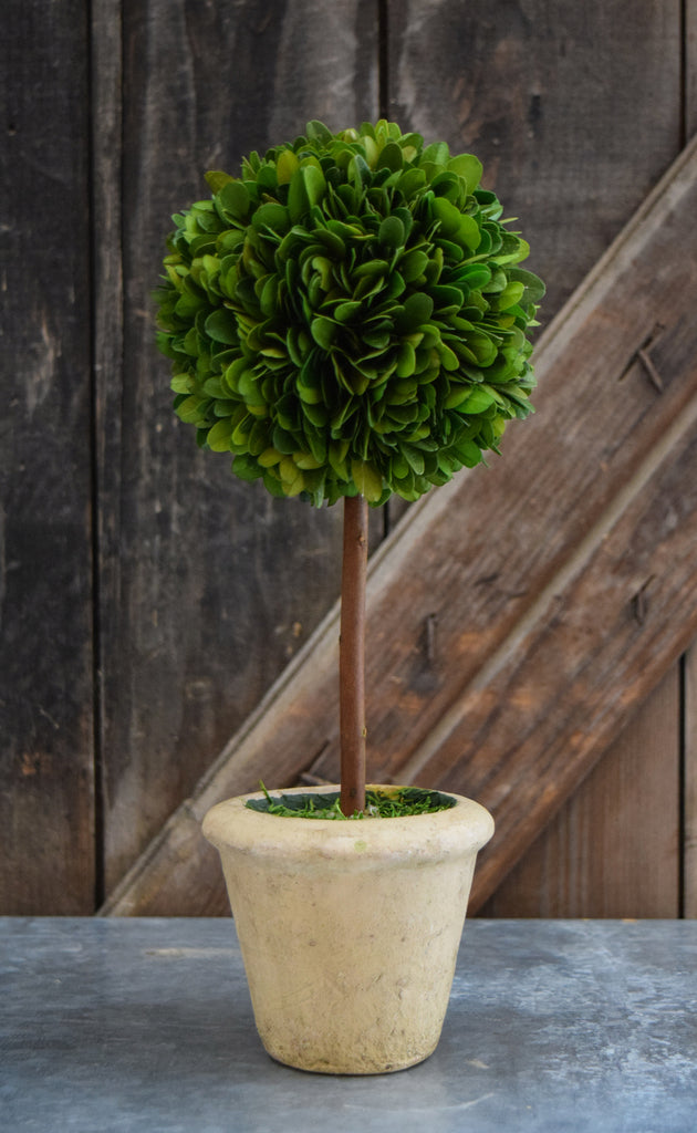 Boxwood Topiary - SM