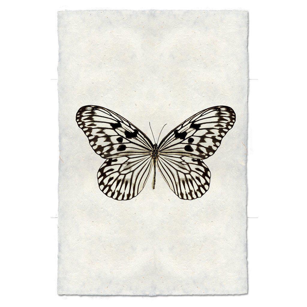 Butterfly #14