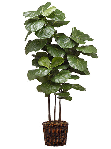 Fiddle Leaf in Willow Planter