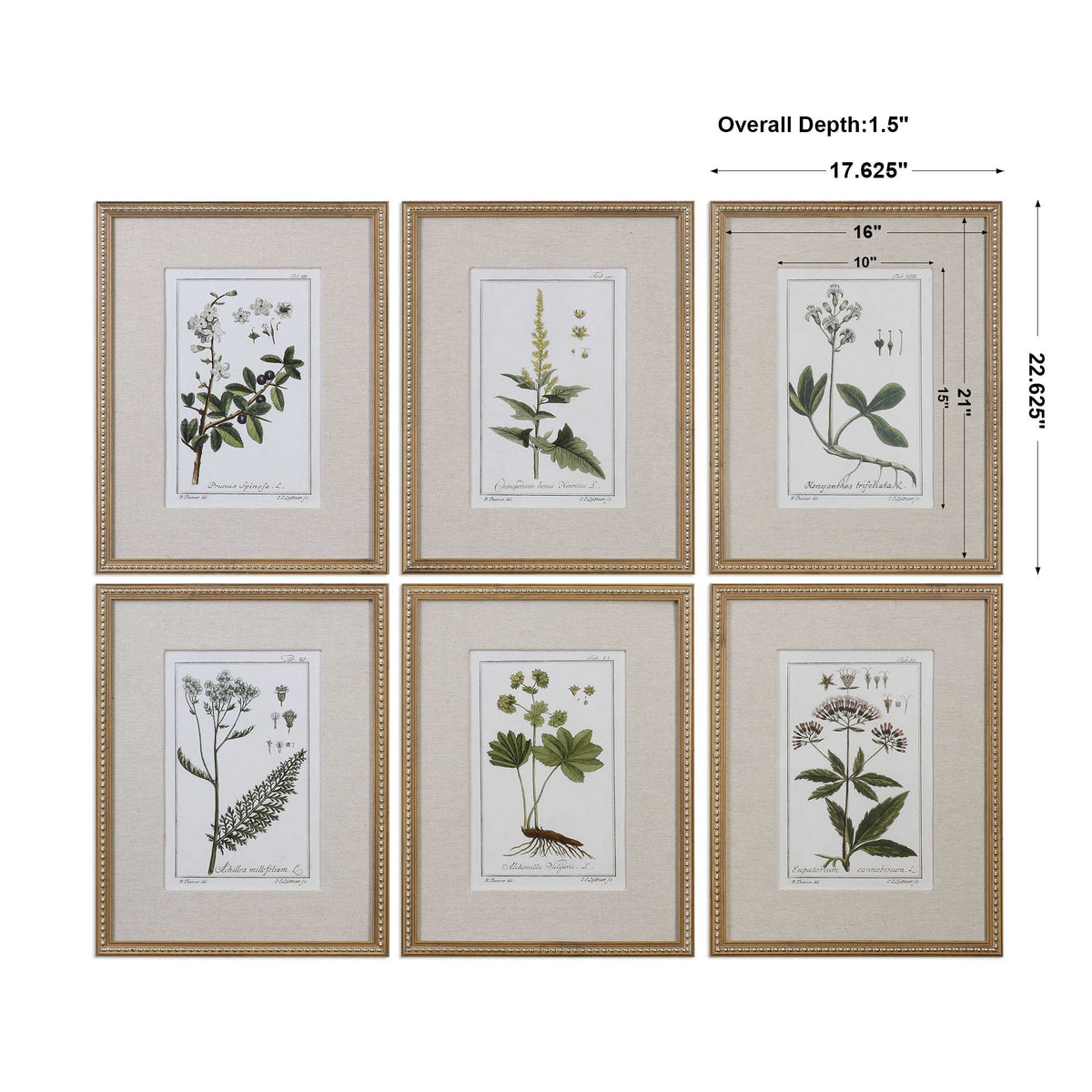 Green Floral Botanical Study Set of 6