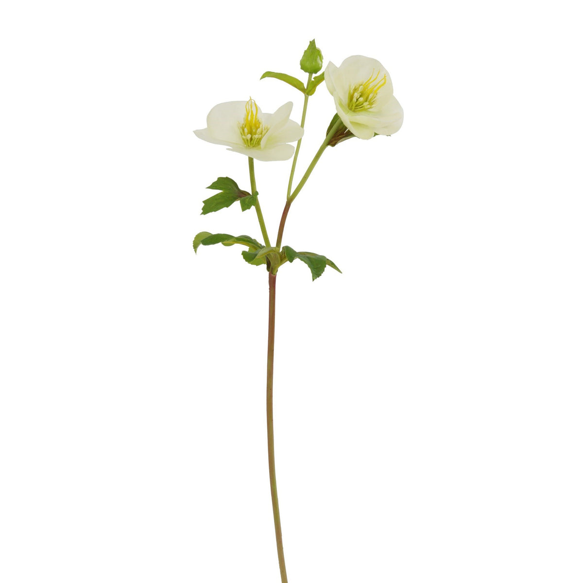 Hellebores