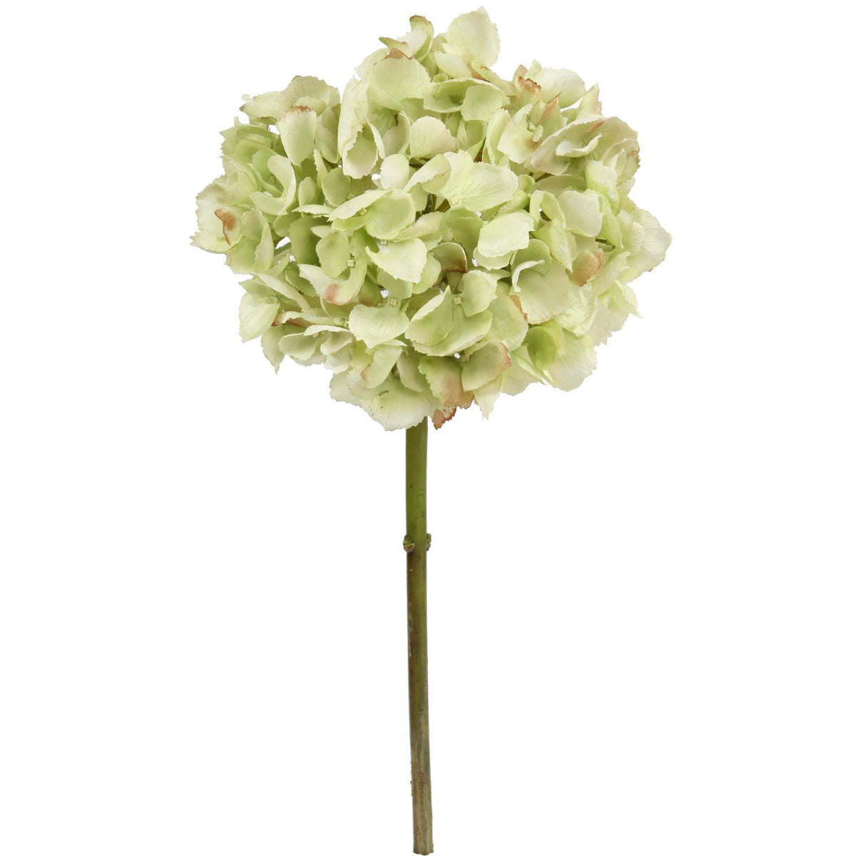 Hydrangea Stem